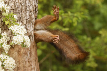 Nikon Comedy Wildlife Awards 2024